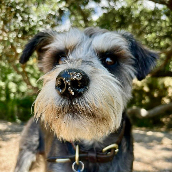 Eco Dog Snozz & Paw Natural Balm