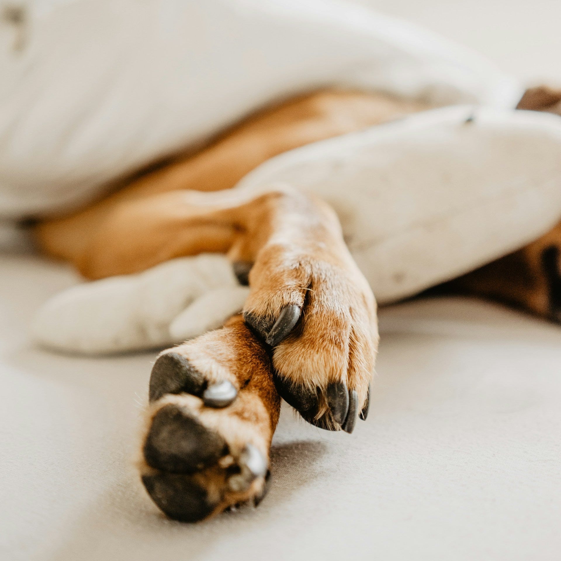 Eco Dog Snozz & Paw Natural Balm