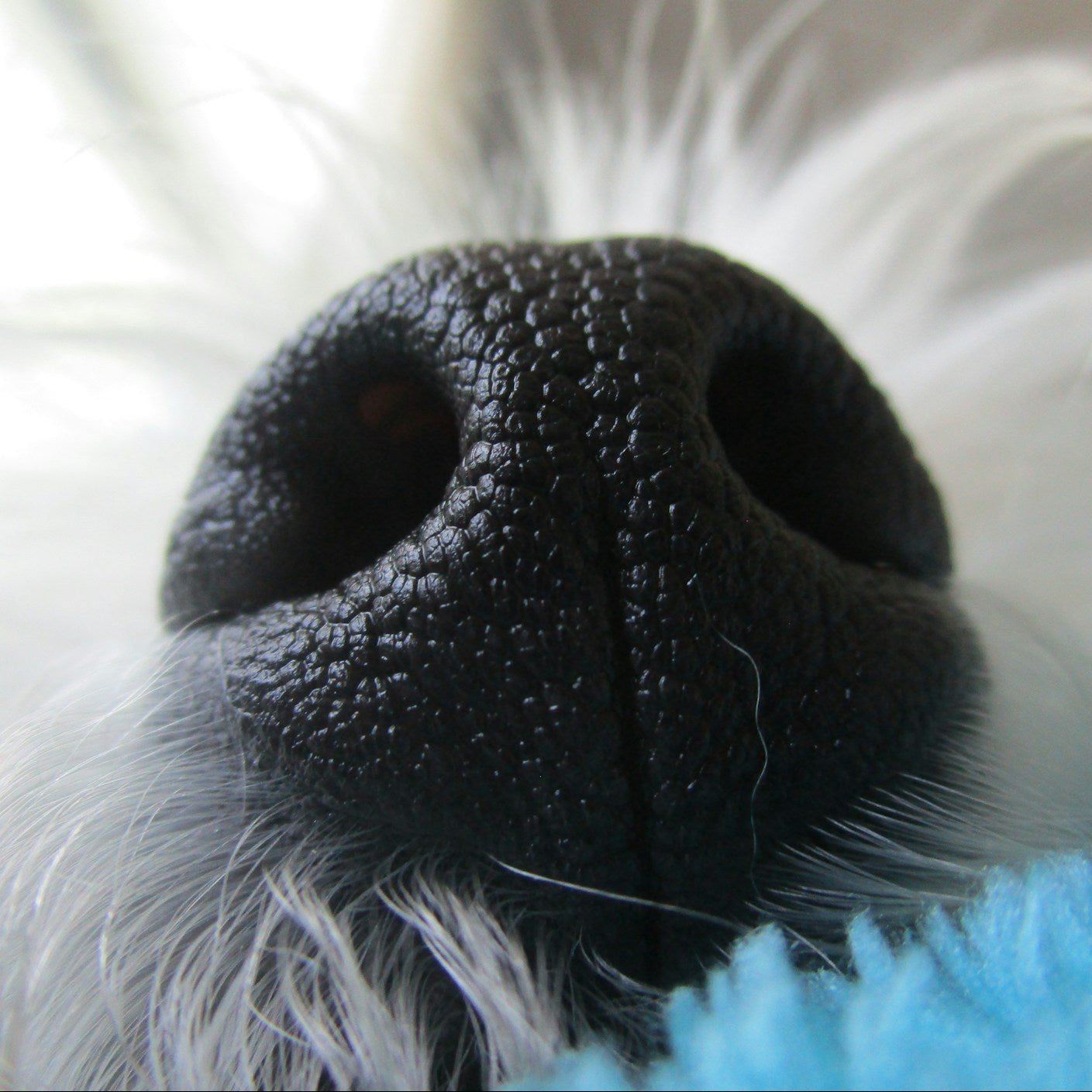 Eco Dog Snozz & Paw Natural Balm