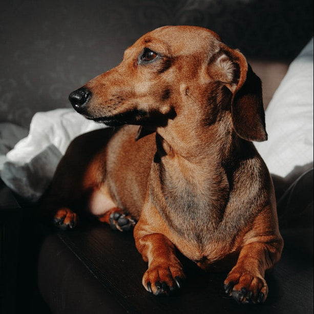 Eco Dog Hydra-Fur Conditioner