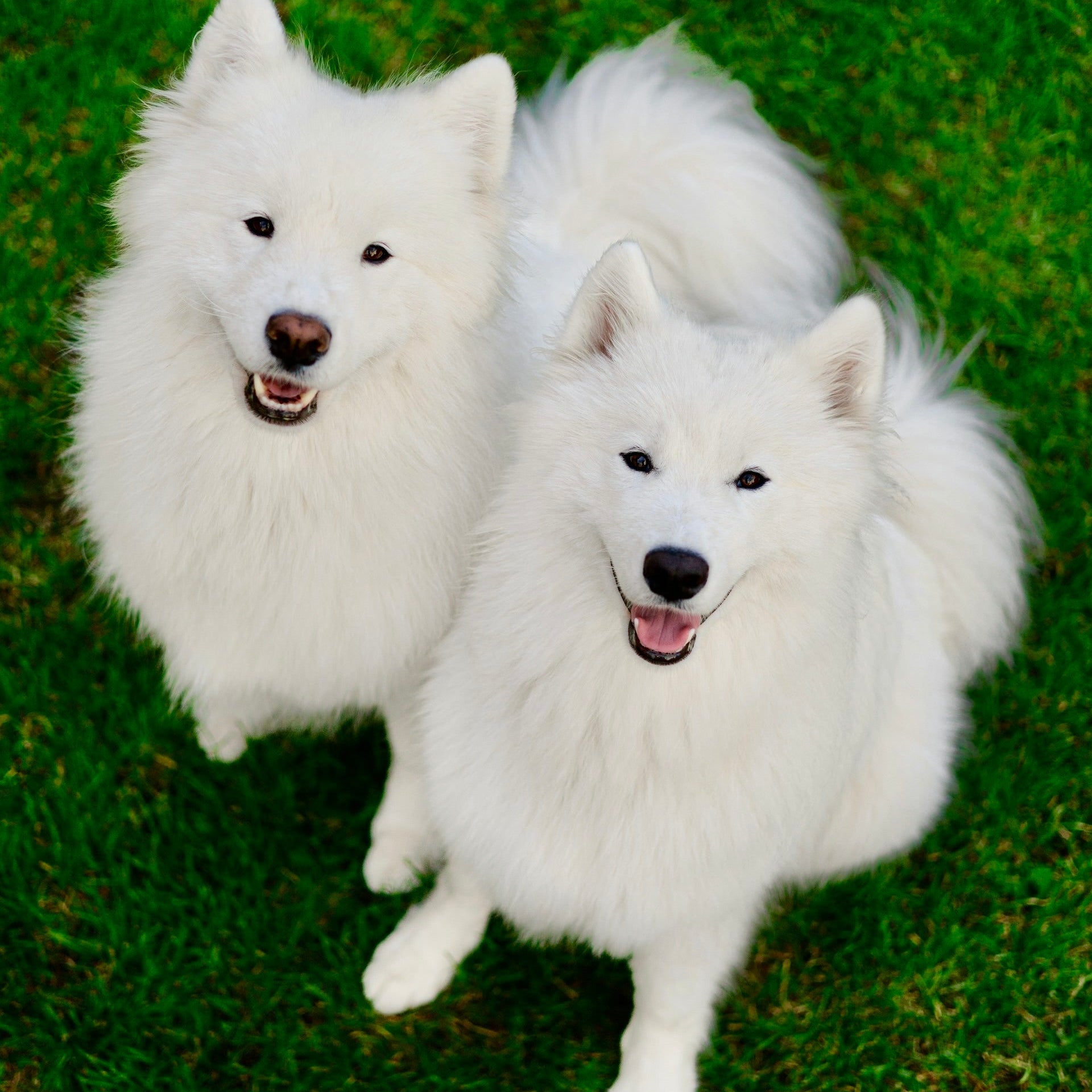 Eco Dog Bright White Sham-Pooch