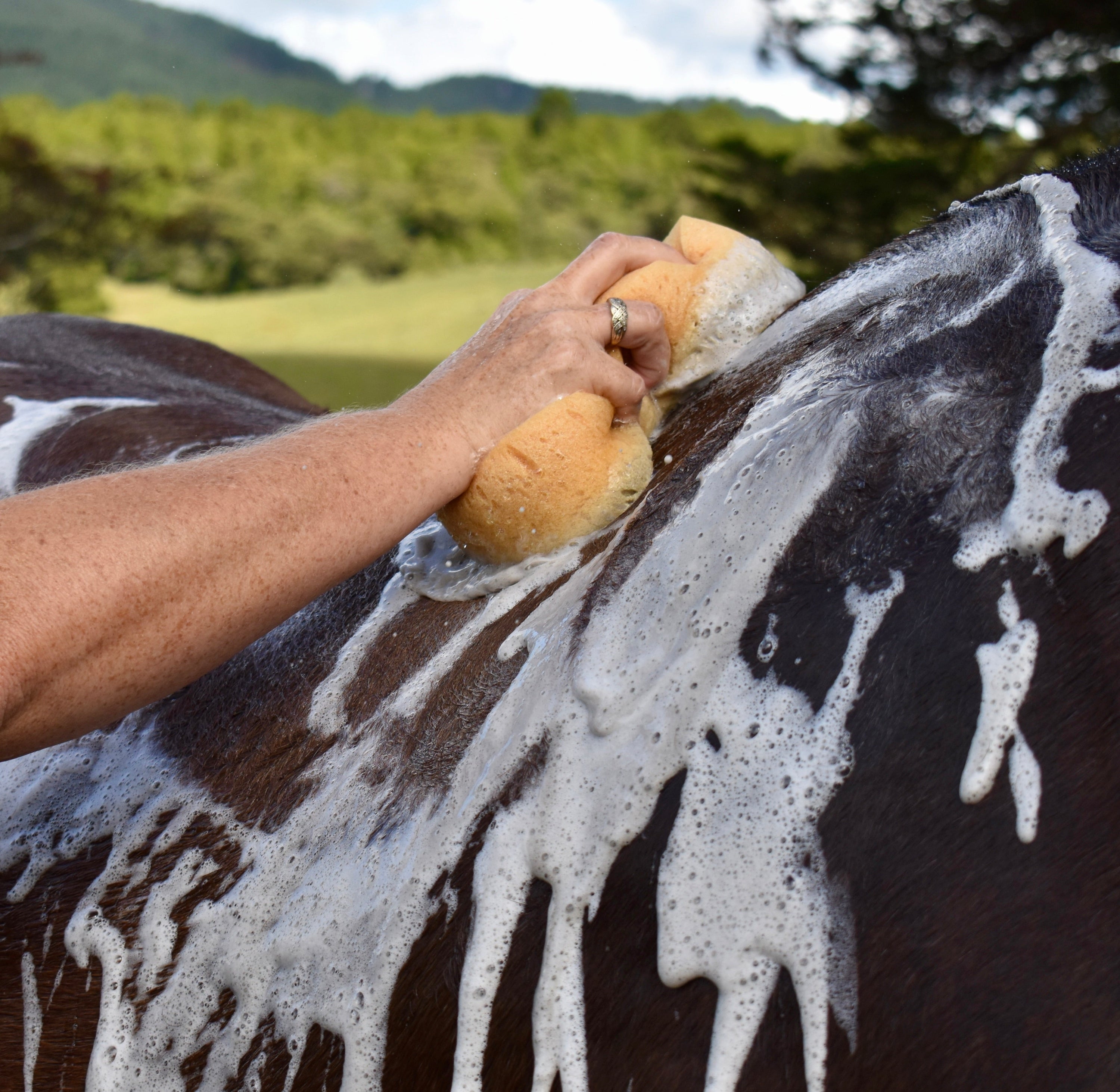 Clean &amp; Shine Grooming Bundle
