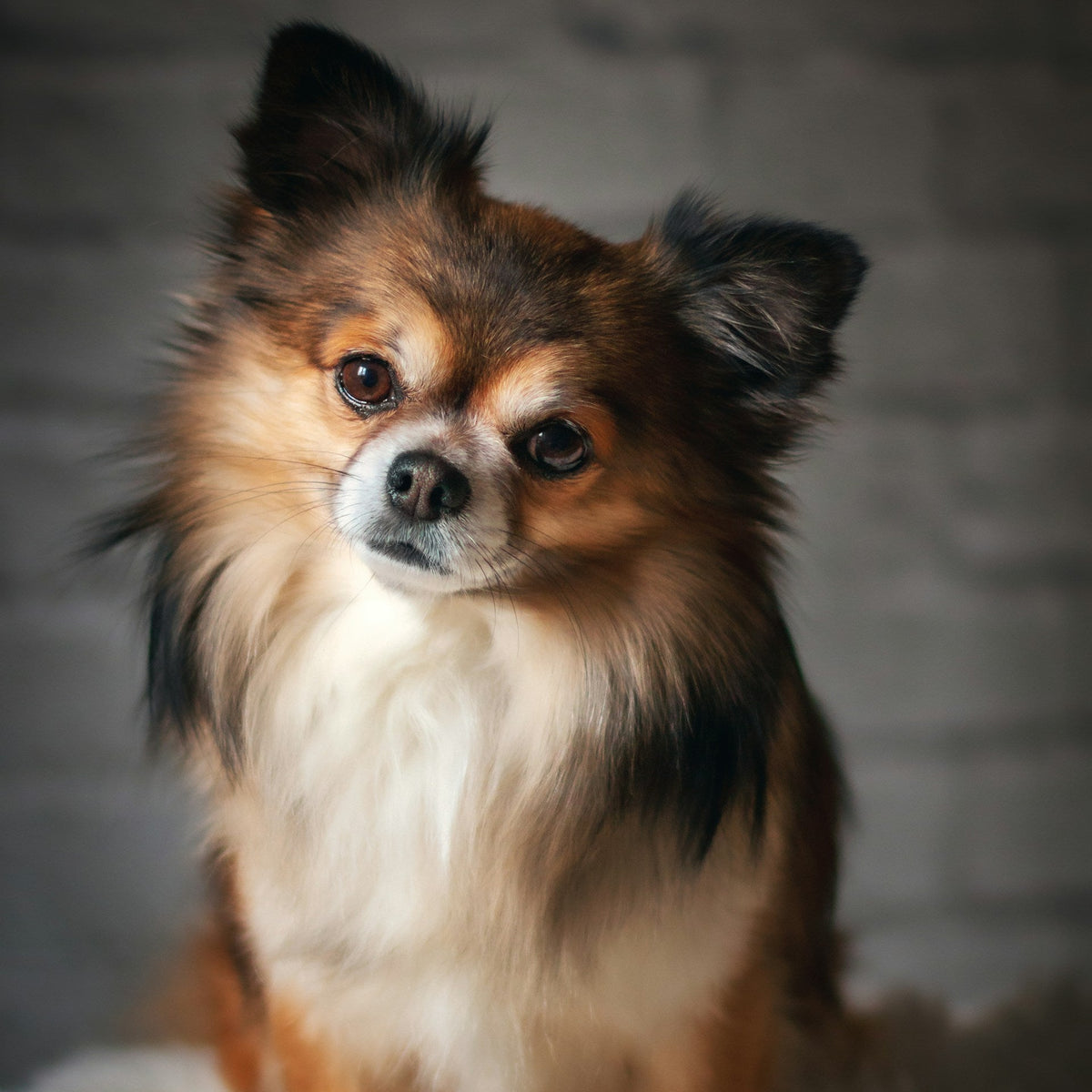 Eco Dog Whiff Away Coat Spray