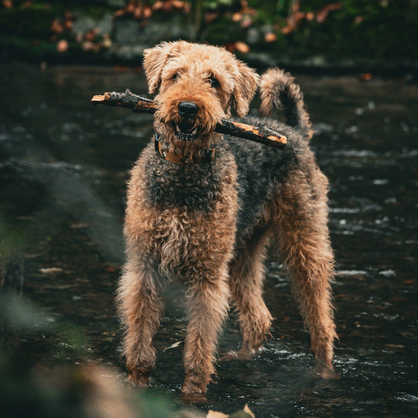 Eco Dog Wag Away Bug Spray