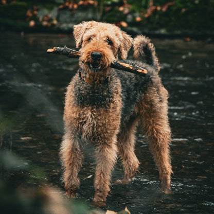 Eco Dog Wag Away Bug Spray