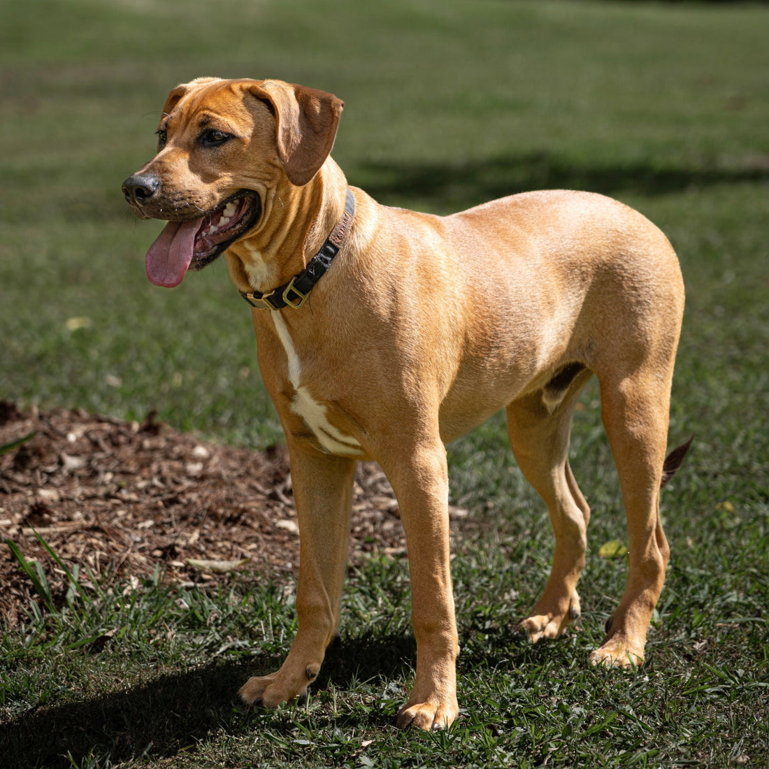 Eco Dog Leave-In Coat Conditioner