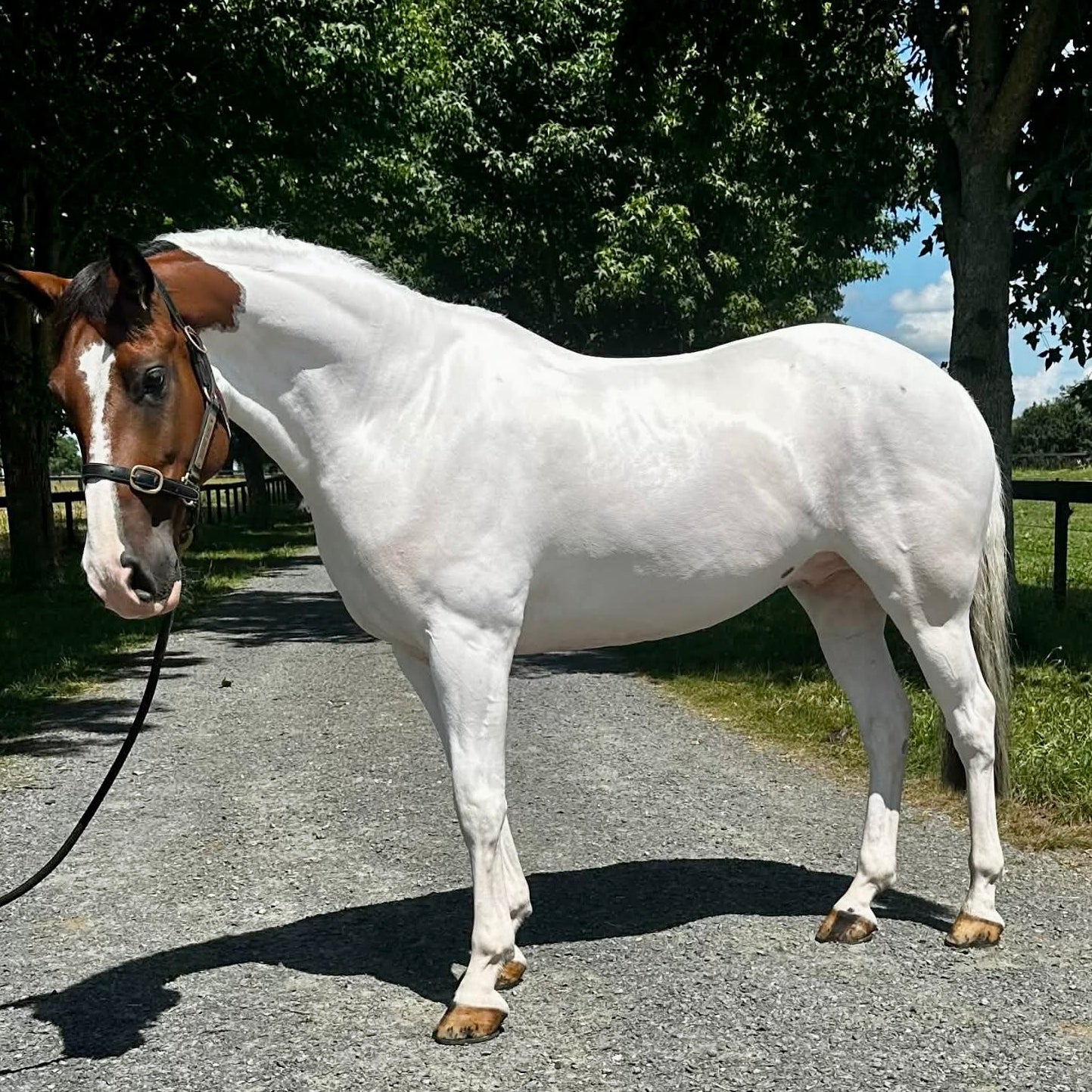 Triple Purple Power Shampoo