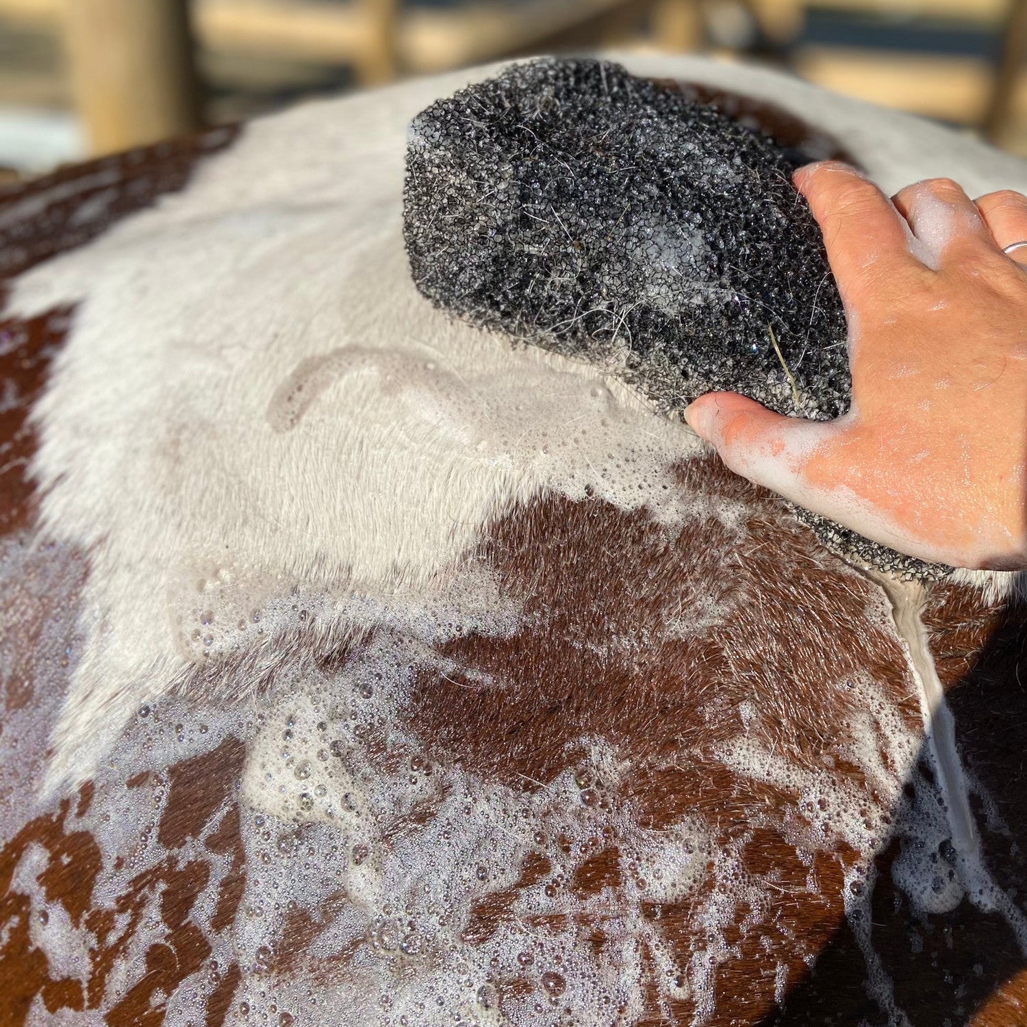 Black Raspberry Shampoo