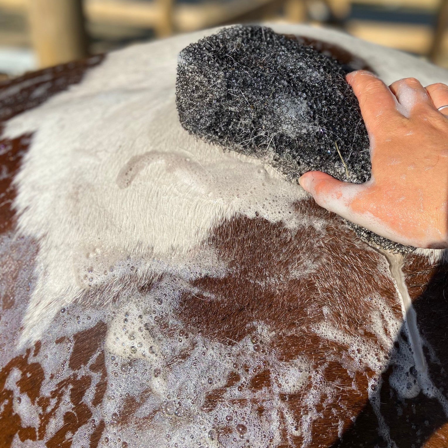 Black Raspberry Shampoo