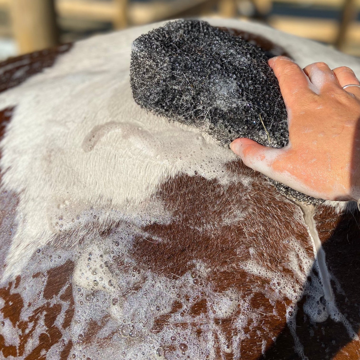 REFILL POUCH Black Raspberry Shampoo