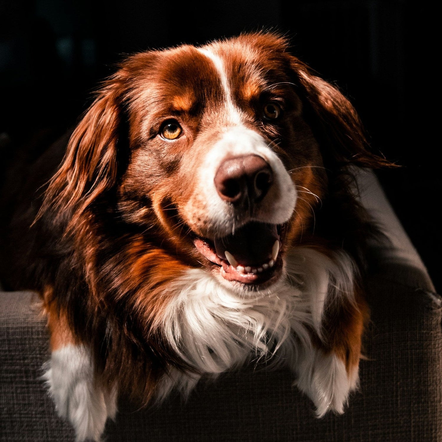 Eco Dog Gold Coat Therapy